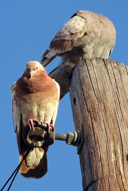 c0269 pigeons 